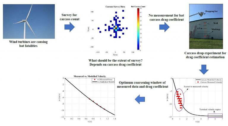 Graphic showing the process for investigation of aerodynamic characteristics of bat carcasses after collision with a wind turbine