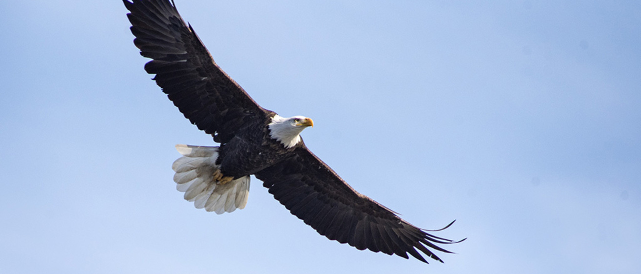 An eagle against a blue sky