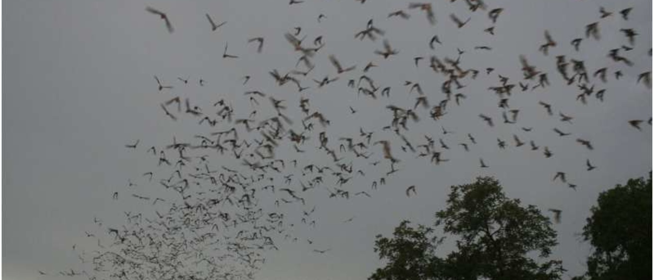 Bats flying at dusk