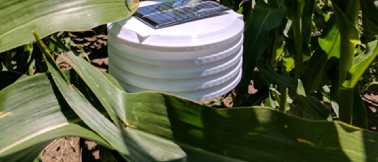 A sensor sitting in a corn field