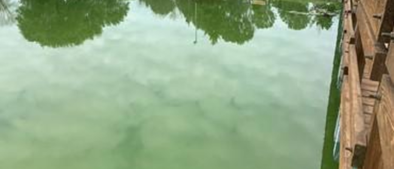 Lake with green water containing cyanotoxins