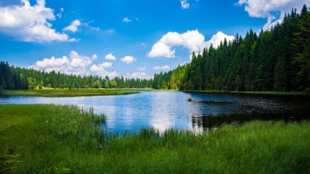 A lake surrounded by evergreen trees